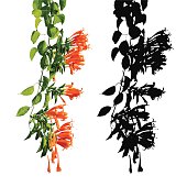 Orange trumpet, Flame flower, Fire-cracker vine, Vectors
