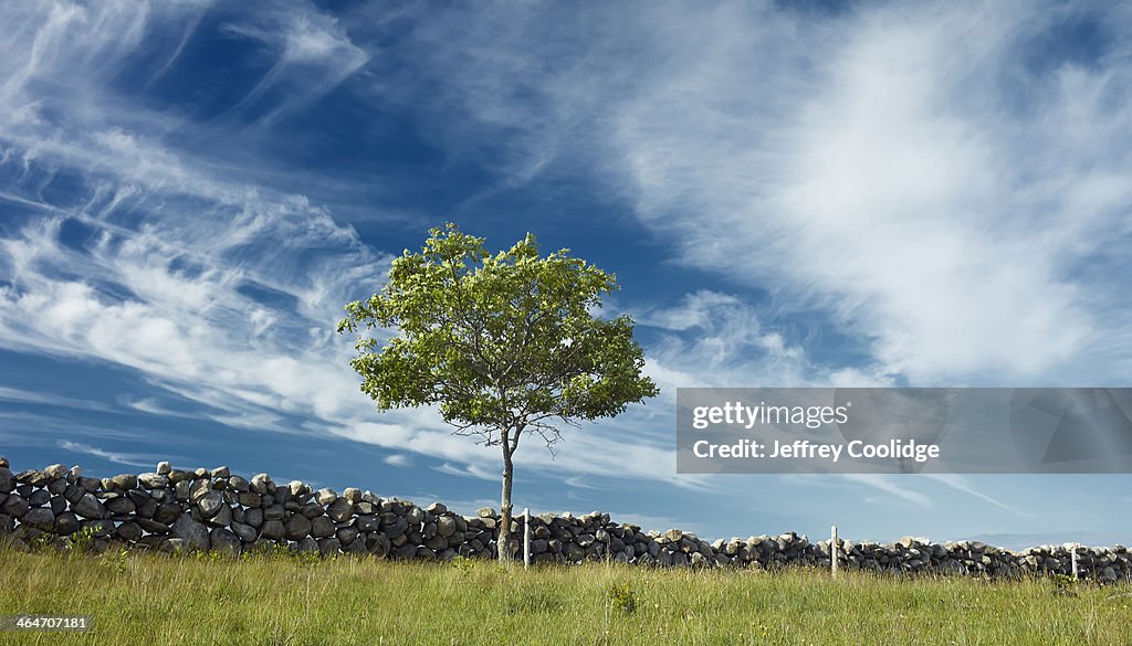 New England Stone Wall