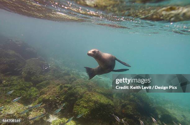 a sea lion swimming under the water's surface watching a school of fish - san cristobal stock pictures, royalty-free photos & images