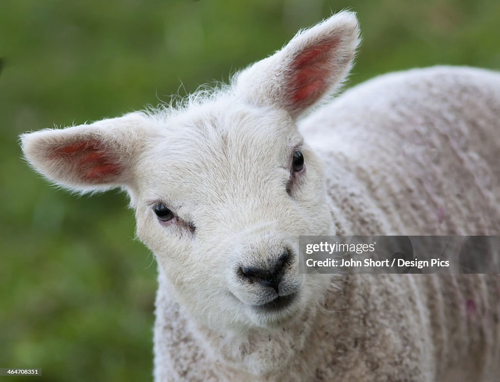 Close Up Of A Lamb