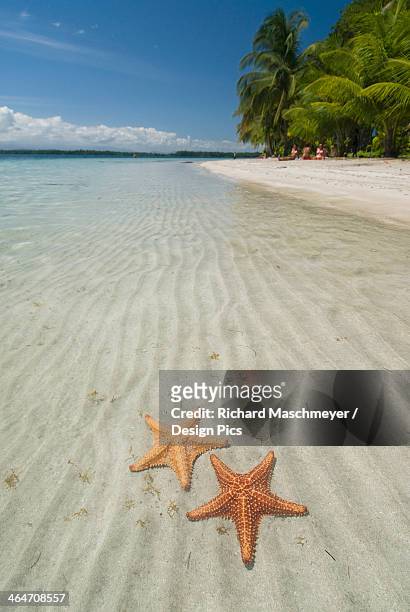 starfish in the shallow water along the beach - isla colon stock pictures, royalty-free photos & images