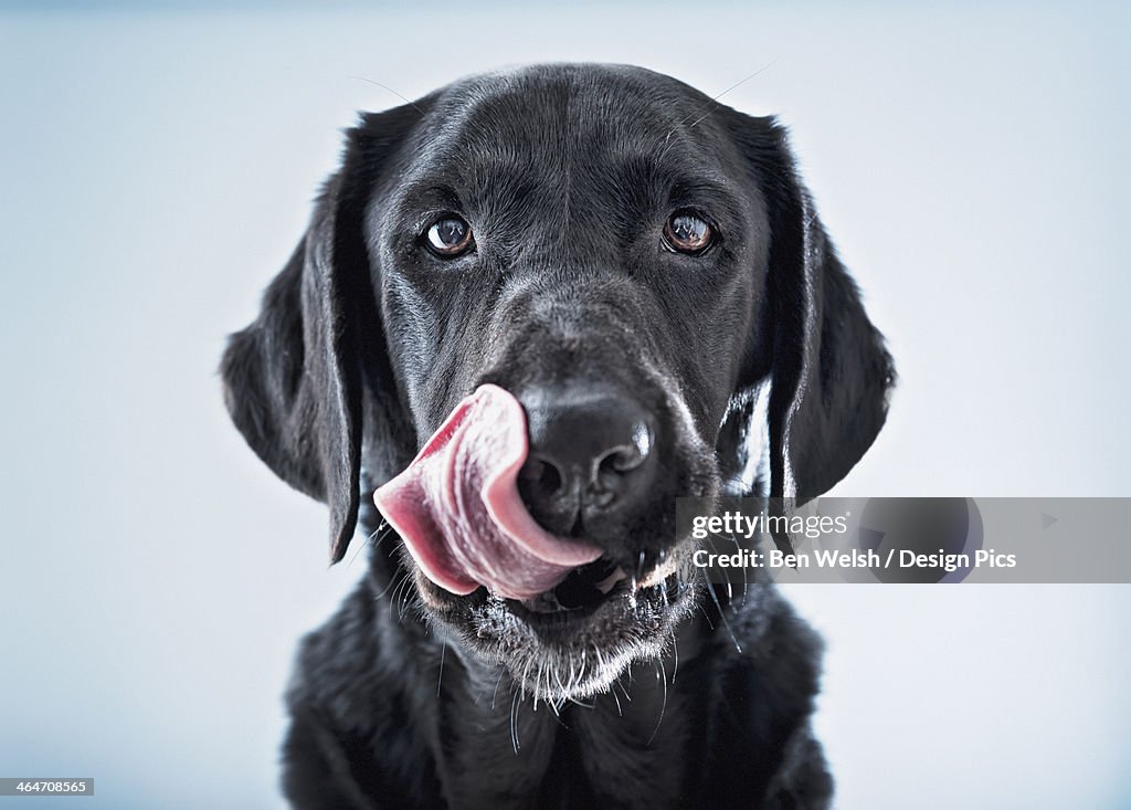 A Black Dog Licking His Lips