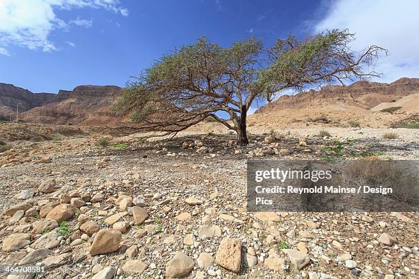 an acacia tree in the jordan valley - israel wilderness stock pictures, royalty-free photos & images