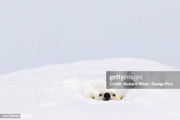 polar bear (ursus maritimus) sticking it's head out of a den at wapusk national park - holen stockfoto's en -beelden