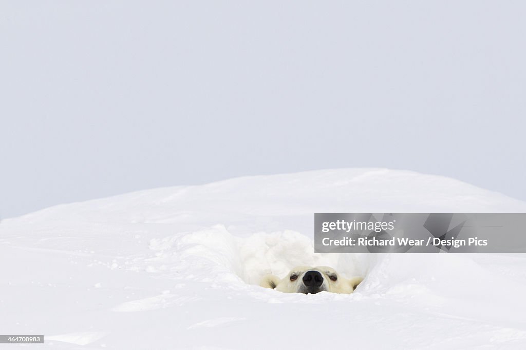 Polar Bear (Ursus Maritimus) Sticking It's Head Out Of A Den At Wapusk National Park