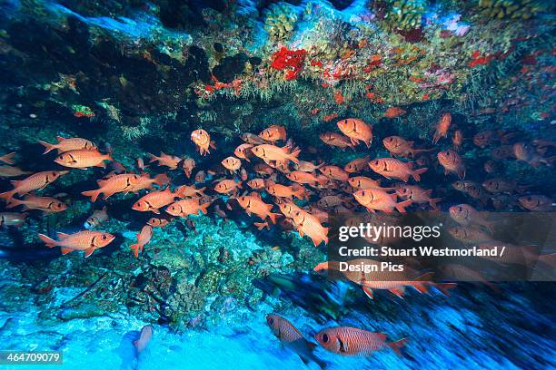 schooling soldierfish (myriprisis sp.) - tuamotu islands stock pictures, royalty-free photos & images