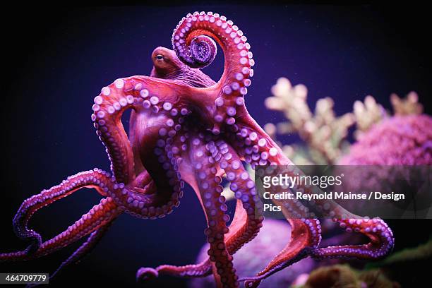octopus - coral colored imagens e fotografias de stock