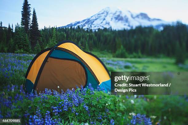 back country camping near the skyline trail mount rainier national park - stuart camp stock-fotos und bilder