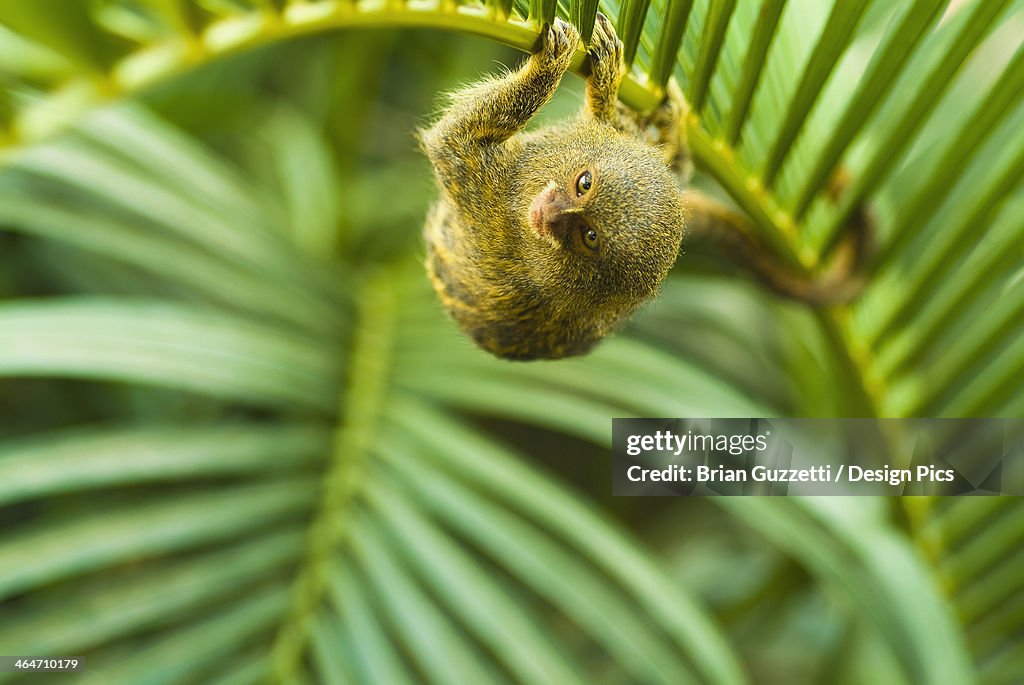 Pygmy marmosets native to ecuador are the smallest primate