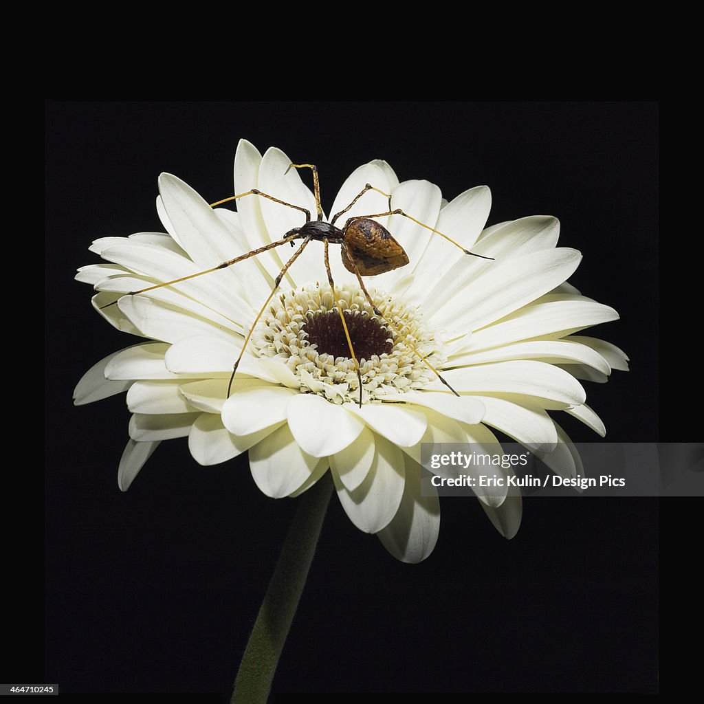 A spider sits on a white gerbera flower