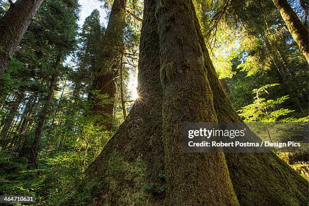 large douglas fir trees in the stoltman grove of carmanah walbran provincial park - carmanah walbran provincial park stock pictures, royalty-free photos & images