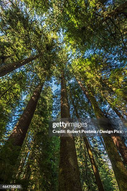 douglas fir trees in carmanah walbran provincial park - carmanah walbran provincial park fotografías e imágenes de stock