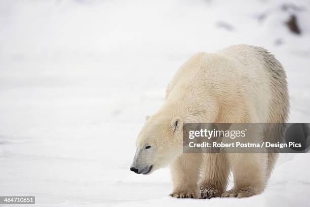 polar bear (ursus maritimus) - bear on white stock-fotos und bilder
