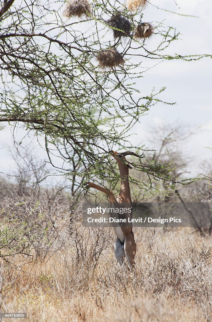 Multiple Nests In A Tree With A Gazelle On It's Hind Legs Reaching To Eat Leaves In Maasai Mara National Reserve