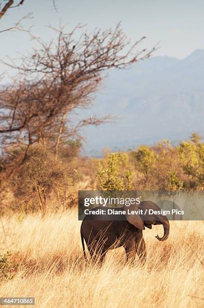 an elephant walks through the tall grass in samburu national reserve - samburu national park stock pictures, royalty-free photos & images