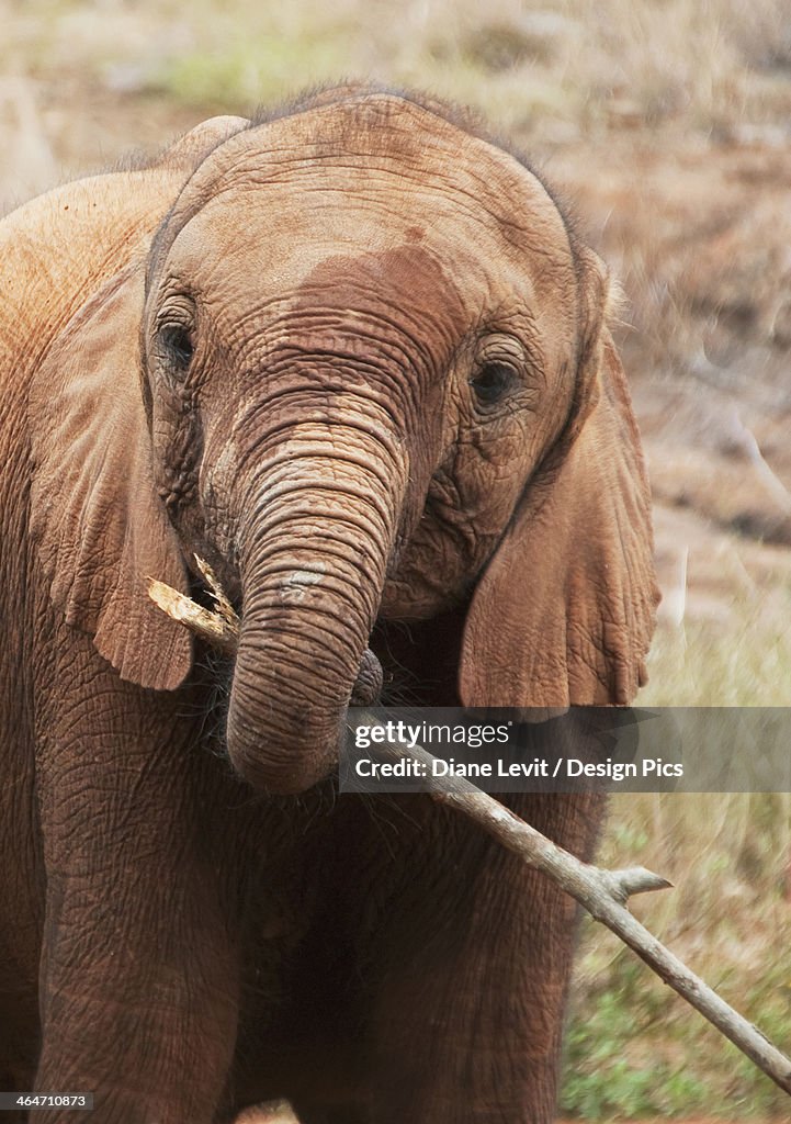 An Elephant Holding A Tree Branch In David Sheldrick Elephant Orphanage