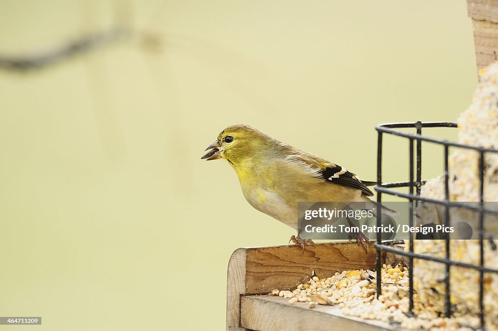 American goldfinch (carduelis tristis)