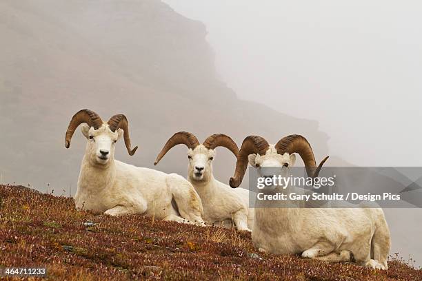 dall's sheep (ovis dalli) rams resting on rocky ridge in alpine tundra in autumn denali national park - weißes dickhornschaf stock-fotos und bilder