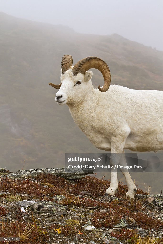 Dall's sheep (ovis dalli) ram walking on ridge in alpine tundra in autumn denali national park