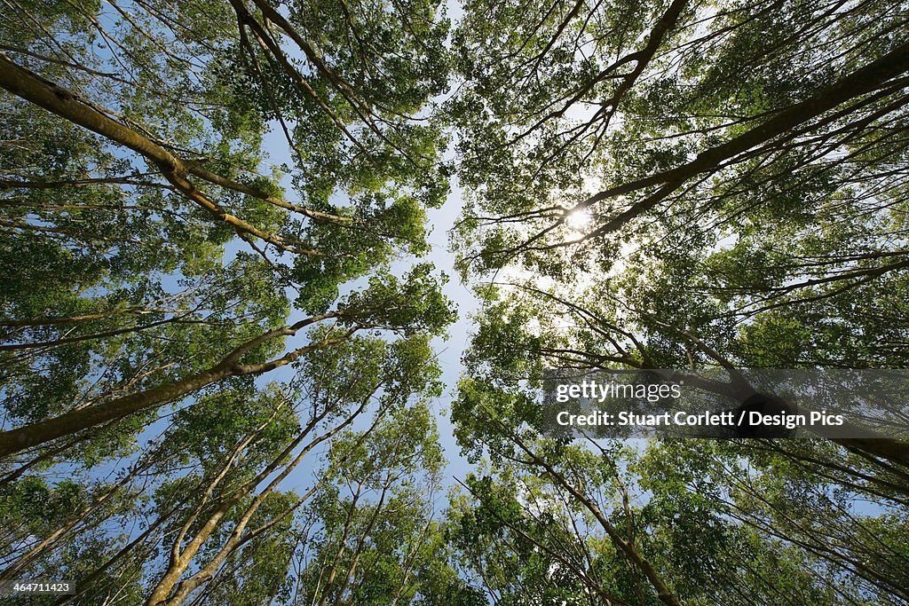 Low angle view of the tops of rubber trees and a blue sky