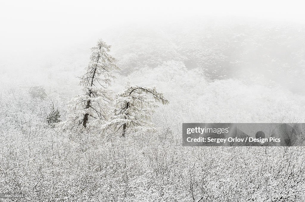 Snow And Fog Covering Trees On A Mountainside