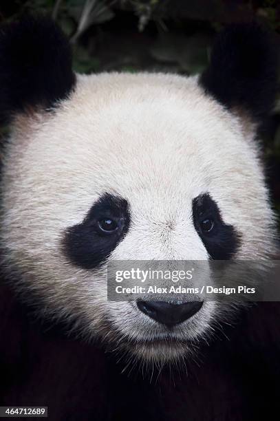 259 Panda Eyes Stock Photos, High-Res Pictures, and Images - Getty Images(04)