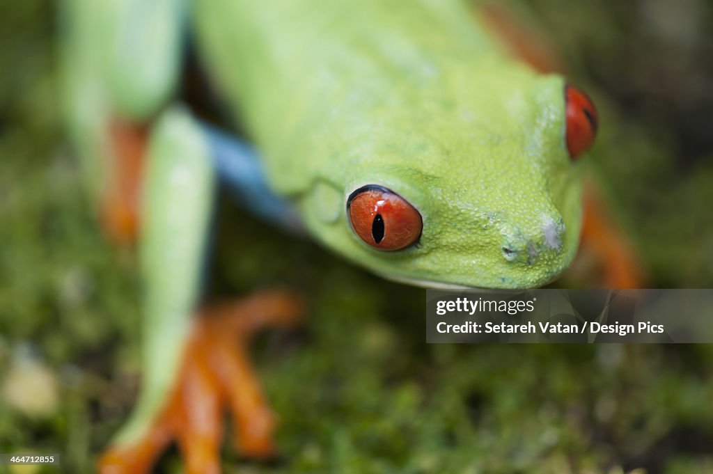 Red-Eyed Tree Frog (Agalychnis Callidryas)