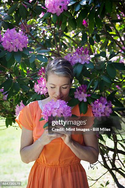 a woman in an orange summer dress standing under a flowering rhododendron shrub, holding a large purple flowerhead.  - woman wearing purple dress stock pictures, royalty-free photos & images