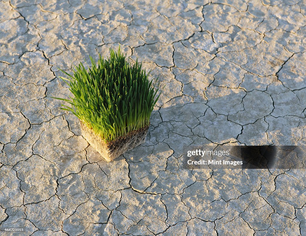 Black Rock Desert in Nevada. Arid cracked crusty surface of the salt flat playa. Wheatgrass plants with a dense network of roots in shallow soil with bright fresh green leaves and stalks.
