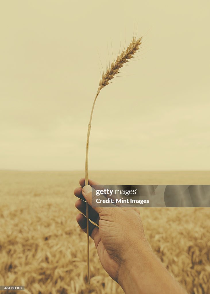 A human hand holding a stalk of wheat with a ripening ear at the top.