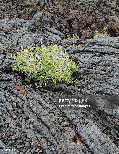 lava fields of the craters of the moon national monument. plants growing out of the ground. - lava plain stock pictures, royalty-free photos & images