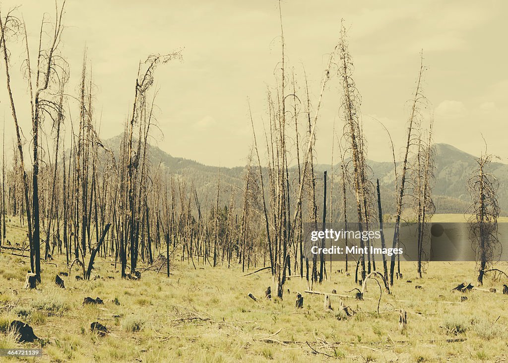 Fire damaged trees and forest in Payette National Forest in Valley County, Indiana.