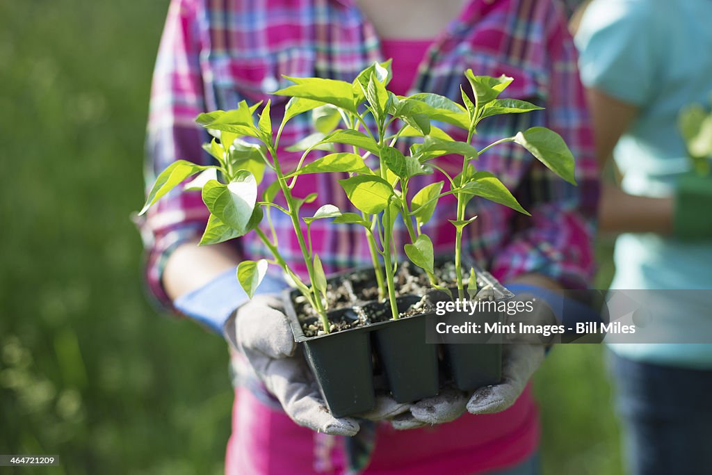 An organic farm in the countryside near Woodstock. Summer party. A young girl holding a tray of young rooted seedlings.