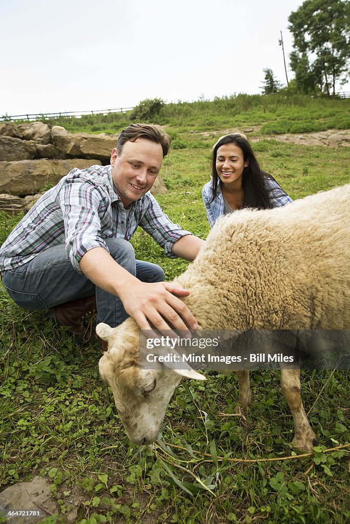 An organic farm in the Catskills. Two people with a sheep grazing.