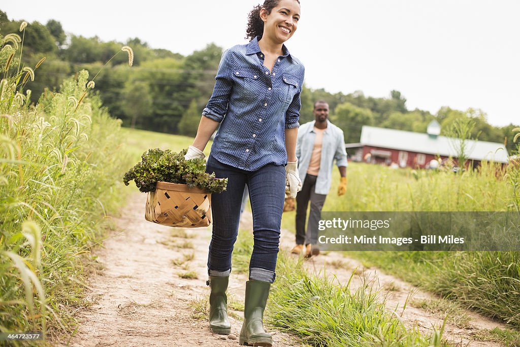 Two people working on an organic farm. Carrying baskets of fresh picked vegetables.