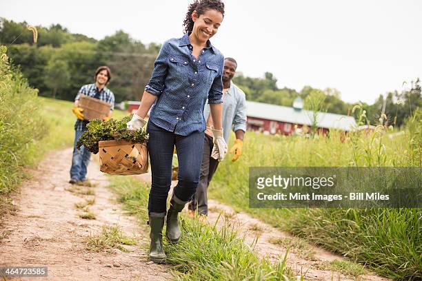 three people working on an organic farm. walking along a path carrying baskets full of vegetables. - organic farm 個照片及圖片檔