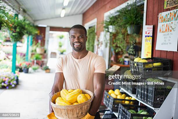 working on an organic farm. a man carrying a large basket of yellow squash vegetables. displays of fresh produce for sale. - farm produce market fotografías e imágenes de stock