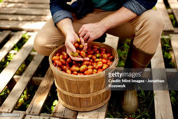 a man kneeling and sorting fresh picked vegetables,plum tomatoes. - plum tomato stock pictures, royalty-free photos & images