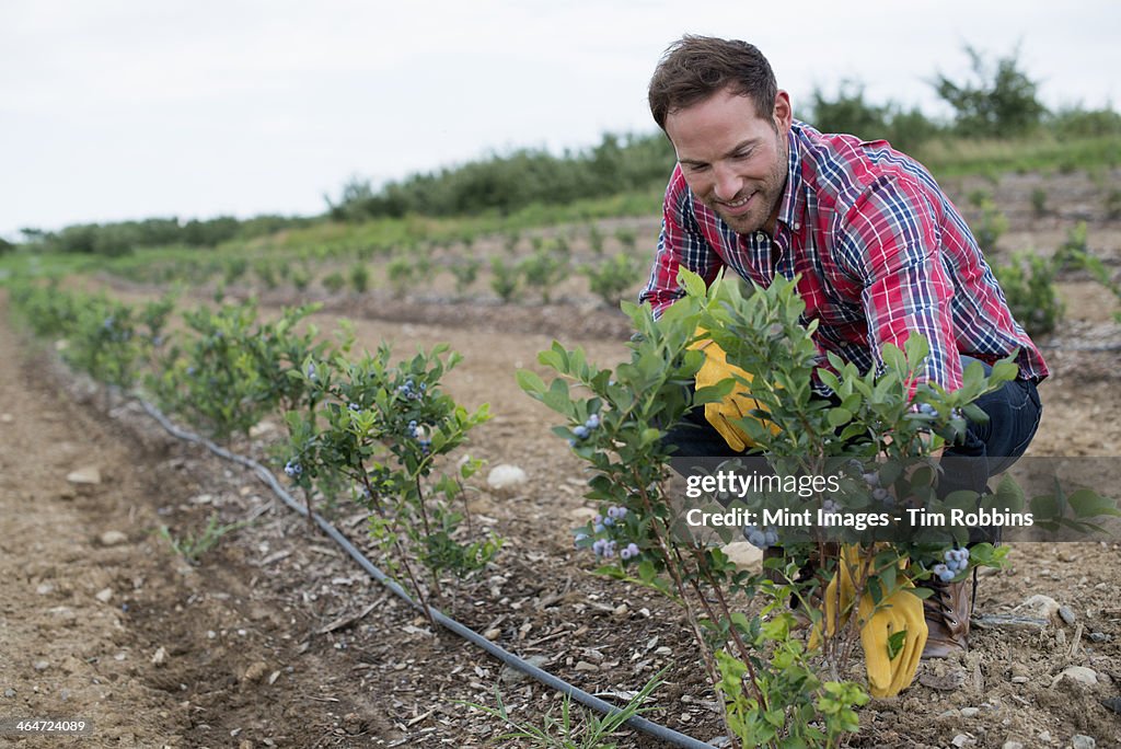 Organic fruit orchard. A man examining a row of blueberry shrubs.