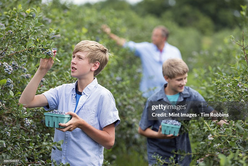 An organic fruit farm. A family picking the berry fruits from the bushes.