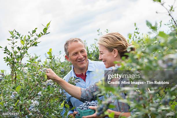 an organic fruit farm. a mature couple picking the berry fruits from the bushes. - besparen stockfoto's en -beelden