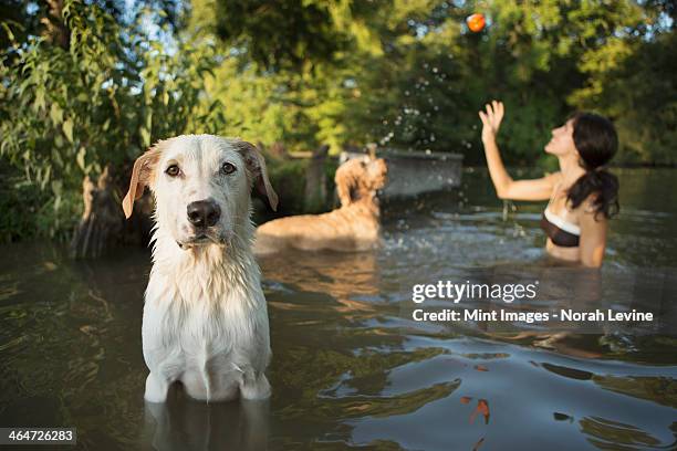 a woman swimming with her two dogs in a lake. throwing the ball in play. - labradoodle stock pictures, royalty-free photos & images