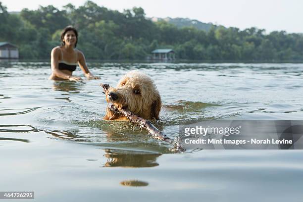 a labradoodle dog swimming with a stick in her mouth. a woman in the background. - labradoodle stock pictures, royalty-free photos & images