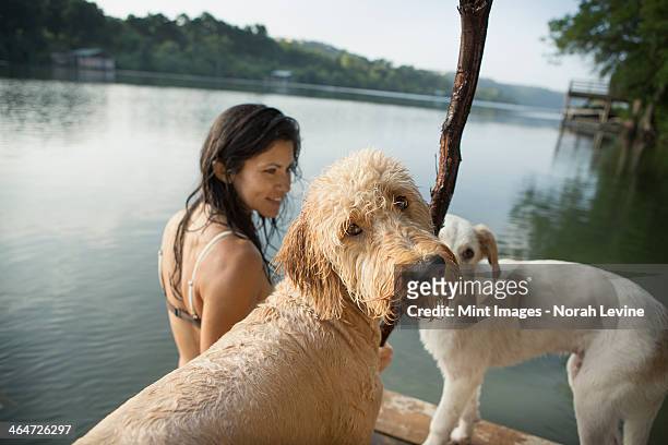 a woman swimming with her two dogs in a lake. - labradoodle stock pictures, royalty-free photos & images