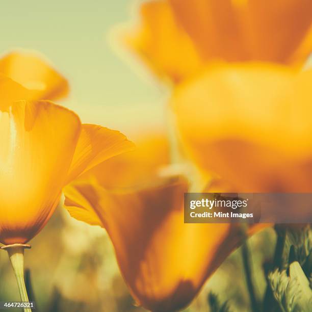 california poppies,eschscholzia californica,flowering. bright yellow petals. - california poppies stock pictures, royalty-free photos & images