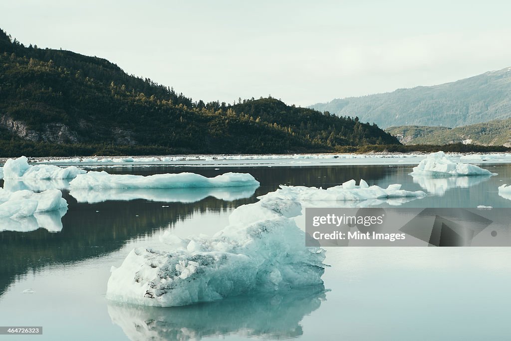 Icebergs floating off the shore at the end of the McBride Glacier,off Alaska.