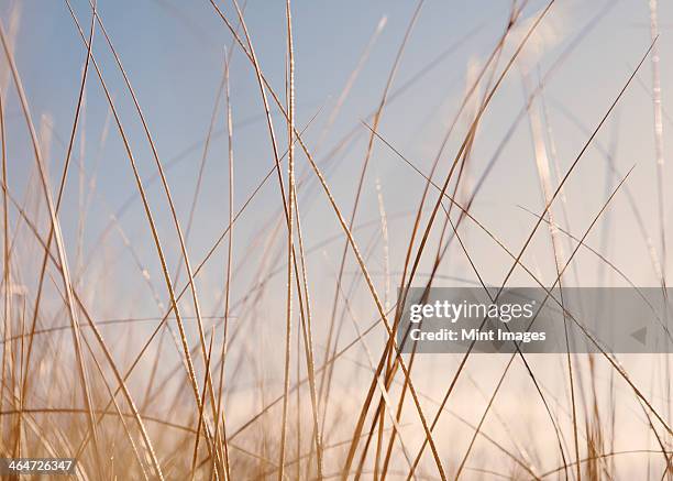 sea grasses on long beach peninsula,on the coast of washington state. - pflanzenstängel stock-fotos und bilder