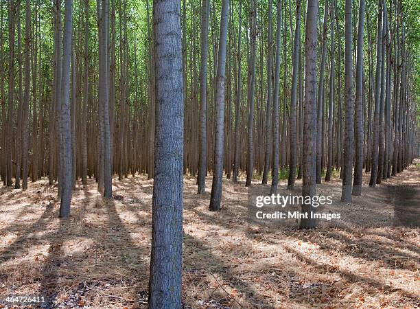 a poplar tree plantation near pendleton in umatilla county in oregon. - tree farm imagens e fotografias de stock