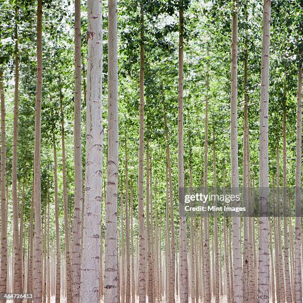a poplar tree plantation near pendleton in umatilla county in oregon. - oregon estado dos eua imagens e fotografias de stock