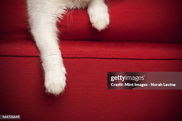 a kitten on a red sofa.  view of the front legs and paw. - animal leg stock pictures, royalty-free photos & images